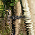 Cormorant Ripples