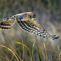 Northern Harrier 2